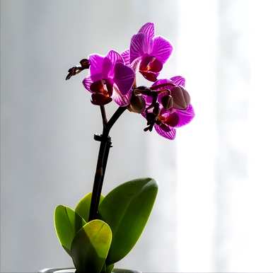 蝴蝶兰的花语和含义，蝴蝶兰的类型、图片和名称