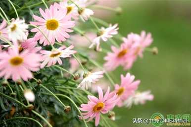 如何维护玛格丽特菊花，维护玛格丽特菊花的方法及注意事项