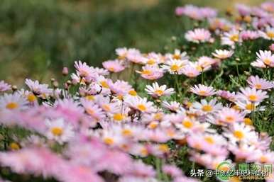 如何维护玛格丽特菊花，维护玛格丽特菊花的方法及注意事项