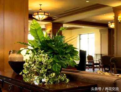 绿萝叶变黄怎么办？为什么绿萝叶变黄？