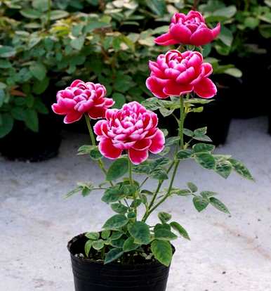 月季花冬天能在室内开花吗？月季花冬季的管理方法是什么？