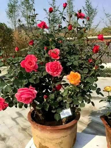 月季花冬天能在室内开花吗？月季花冬季的管理方法是什么？