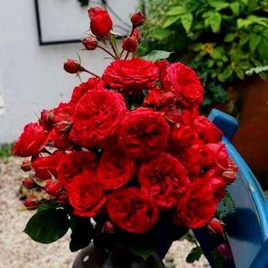 月季花冬天能在室内开花吗？月季花冬季的管理方法是什么？