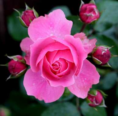 月季花冬天能在室内开花吗？月季花冬季的管理方法是什么？