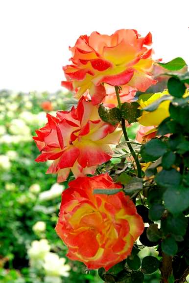 月季花冬天能在室内开花吗？月季花冬季的管理方法是什么？