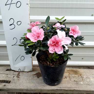 杜鹃花冬天怕冻吗？冬天怎么养杜鹃花？