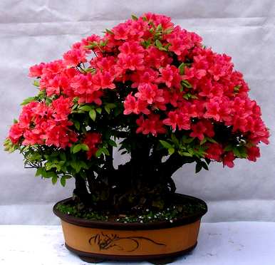 杜鹃花冬天怕冻吗？冬天怎么养杜鹃花？