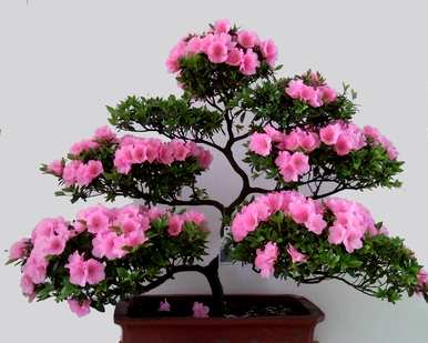 杜鹃花冬天怕冻吗？冬天怎么养杜鹃花？