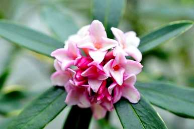如何说瑞香花的花语，金边瑞香花语是什么？