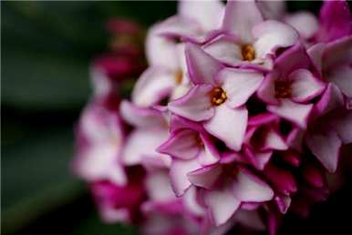 如何说瑞香花的花语，金边瑞香花语是什么？