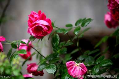 月季花一般在几点钟开花，月季花开花时如何养护？