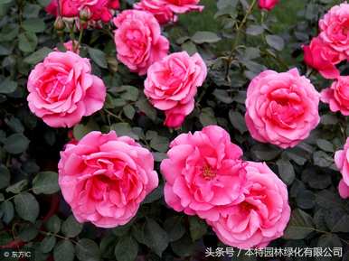 月季花一般在几点钟开花，月季花开花时如何养护？