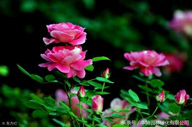 月季花一般在几点钟开花，月季花开花时如何养护？