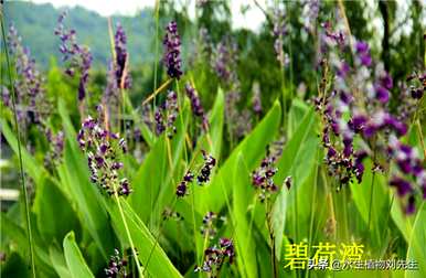 几个月开花，蟹爪兰几个月开花