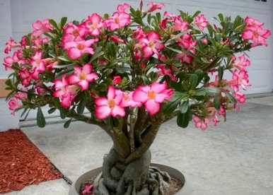什么是好养又好看的花，什么是好养又好看的花？