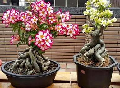 什么是好养又好看的花，什么是好养又好看的花？