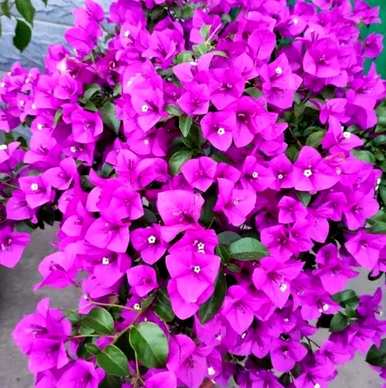 什么是好养又好看的花，什么是好养又好看的花？