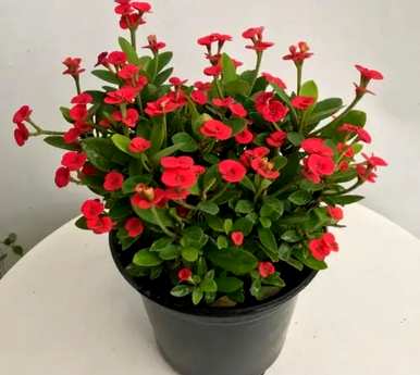 什么是好养又好看的花，什么是好养又好看的花？