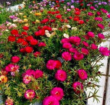 什么是好养又好看的花，什么是好养又好看的花？