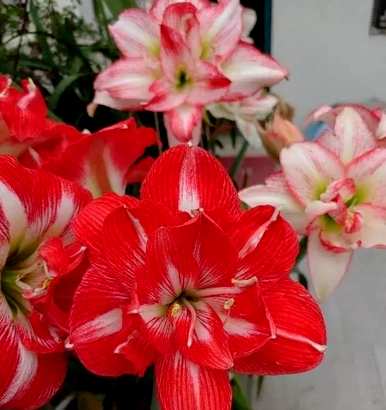 什么是好养又好看的花，什么是好养又好看的花？