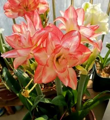什么是好养又好看的花，什么是好养又好看的花？