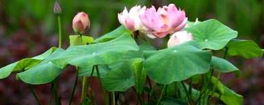 水培碗莲种子种植方法视频，碗莲种子种植方法是什么？
