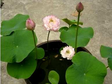 水培碗莲种子种植方法视频，碗莲种子种植方法是什么？