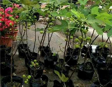 如何种植无花果最好的视频，如何种植无花果最好