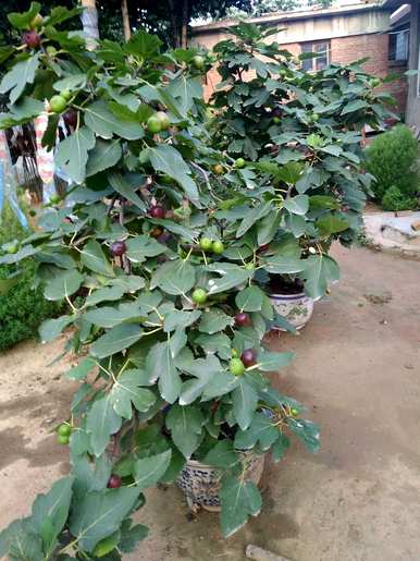 如何种植无花果最好的视频，如何种植无花果最好