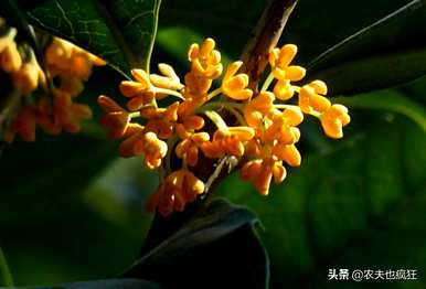 桂花树哪个品种好，桂花树哪个品种好？