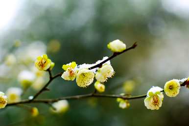 绿梅怎么养家养法，梅花绿梅怎么养