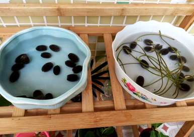 水培碗莲怎么种比较好？水培碗莲怎么种？