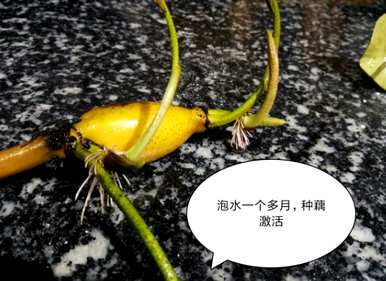 水培碗莲怎么种比较好？水培碗莲怎么种？