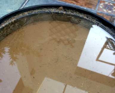 水培碗莲怎么种比较好？水培碗莲怎么种？