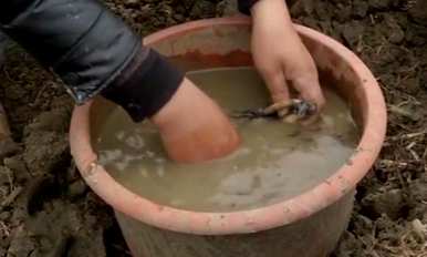 水培碗莲怎么种比较好？水培碗莲怎么种？