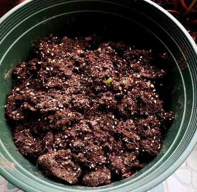 如何培育大丽花，盆栽大丽花培育视频