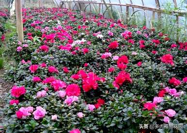 杜鹃花开花后如何修剪？杜鹃花开花后如何修剪？