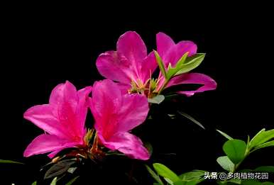 杜鹃花开花后如何修剪？杜鹃花开花后如何修剪？