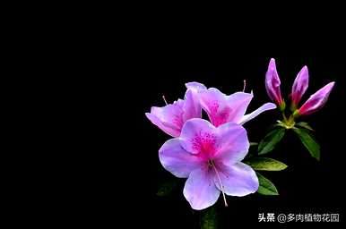 杜鹃花开花后如何修剪？杜鹃花开花后如何修剪？