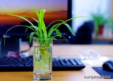 无土栽培蓝莓种植技术，无土栽培种植技术有哪些？
