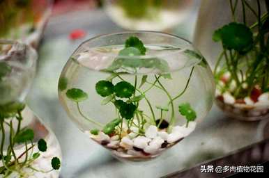 无土栽培蓝莓种植技术，无土栽培种植技术有哪些？