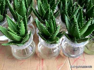 无土栽培蓝莓种植技术，无土栽培种植技术有哪些？