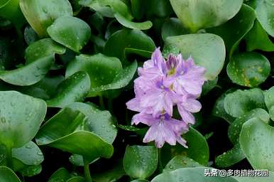 无土栽培蓝莓种植技术，无土栽培种植技术有哪些？