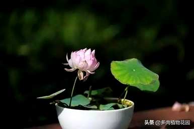 无土栽培蓝莓种植技术，无土栽培种植技术有哪些？