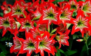 怎样养朱顶红才能开花，怎样养朱顶红才能开花？