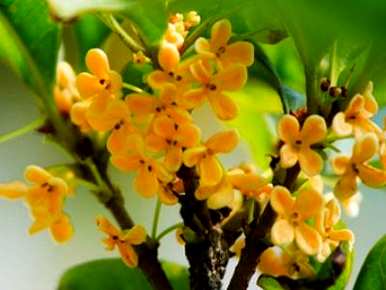 桂花适合在家里养殖吗？桂花的养殖和管理方法