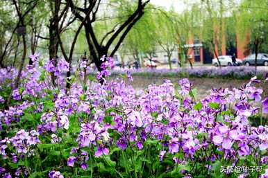 二月兰花开放时间，二月兰花完全开花吗？