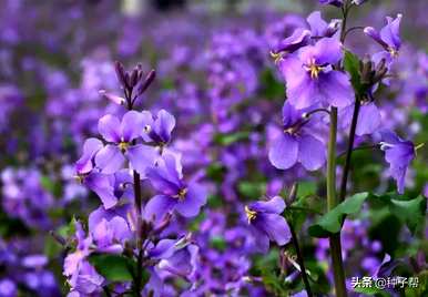 二月兰花开放时间，二月兰花完全开花吗？