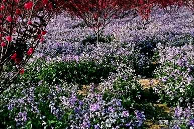 二月兰花开放时间，二月兰花完全开花吗？