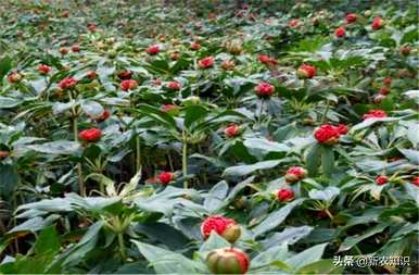 种植重楼用什么肥料最好，种植重楼需要什么条件？